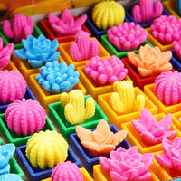 COMBO Пакети Кактуси Кои Растат Во Вода