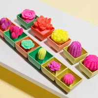 COMBO Пакети Кактуси Кои Растат Во Вода